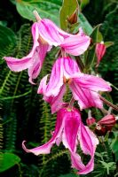 Clematis integrifolia 'Rosea'