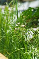 Butomus umbellatus - Flowering Rush 'Walk on Water' 