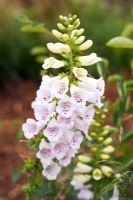 Digitalis purpurea 'Excelsior Hybrids'
Foxgloves