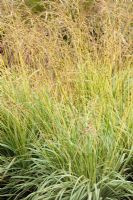Molinia caerula 'Variegata' - Purple Moor grass