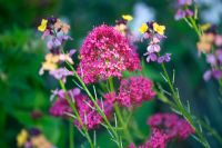 Valeriana officinalis with Erysimum