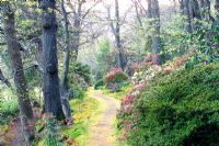 Path through Spring woodland garden, Greencombe Gardens in Somerset