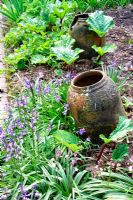 Rheum - Rhubarb with forcing pots and Bluebells in Kitchen garden at Greencombe Gardens in Somerset