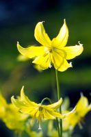 Erythronium 'Kondo' - Trout Lily
