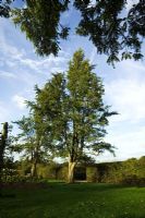 Ginkgo biloba - Maidenhair tree 
