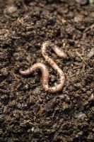 Worm in soil 