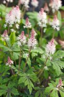 Tiarella 'Spring Symphony'