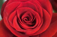 Rosa - Closeup of red rose
