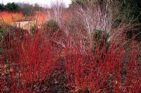 Cornus alba 'Sibirica' - Red Barked Dogwood