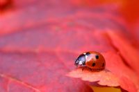 Ladybird on red Acer palmatum leaf searching for aphids in October