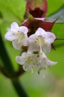 Leycesteria formosa - Himalayan Honeysukle flowers