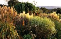 Ornamental grass border in autumn at Marchants in Sussex