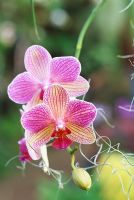 Phaloenopsis 'Hocuspokus' - Moth Orchid