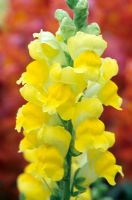 Antirrhinum 'Sonnet Yellow'