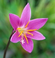 Zephyranthes grandiflora