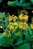 Primula bulleyana - Candelabra Primula