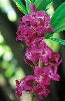 Daphne mezereum var rubra mezereon