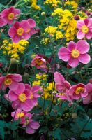 Anemone hupehensis 'Hadspen Abundance' with Solidago rigida