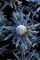Eryngium 'Jos Eijking' - Dried frosty  Sea Holly in winter