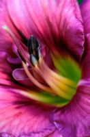 Hemerocallis hybrid - Daylily