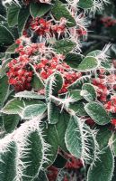 Cotoneaster lacteus with hoar frost