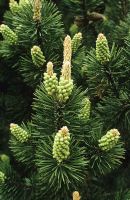 Pinus mugo - Pine