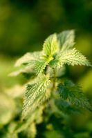 Urtica dioica - Stinging Nettles