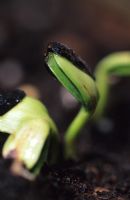 Helianthus seeds germinating 