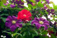 Clematis viticella 'Etoille Violette' with climbing red rose