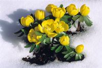 Eranthis hyemalis - Winter Aconites in the snow