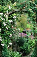 Arch with Rosa 'Pauls Himalayan Musk' and Lonicera