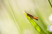 Grasshopper (Acrididae) 