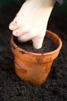 Potting on - using finger as dipper in compost