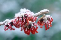 Hamamelis x intermedia 'Diane' - close-ups of red flowers with frost in winter