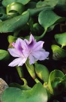 Eichhornia crassipes - Water hyacinth