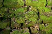 Moss on old brickwork
