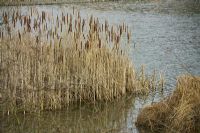 Typha latifolia - Bullrushes at edge of pond