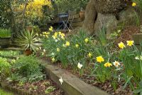 Terraced woodland garden in spring with Narcissus, Thalictrum, Yucca and Helleborus