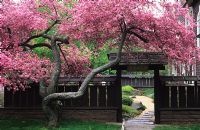 Japanese inspired garden at Shoyen Teien. Middletown in CT, USA Prunus - Cherry tree in bloom.