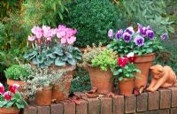 Autumn containers with Viola F1 'Ultima' & 'Beacon Rose', Thymus x citriodorus 'Aureus' & 'Doone Valley', Cyclamen 'Miracle', Thymus vulgaris 'Silver Posie' and Hebe 'Emerald Green'
