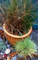 Autumn containers planted with Carex flagellifera, Stipa tenuissima, Carex testacea and Festuca glauca 'Golden Toupee'