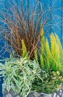 Winter container with Carex flagellifera, Erica arborea 'Alberts Gold', Erysimum linifolium 'Variegata' and Thymus 'Doone valley' 