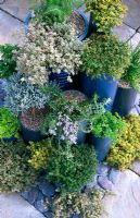 Herb garden in painted 'pipe' containers. Thymus, Lavandula, Petroselinum, Rosmarinus and Allium