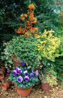 Autumn containers with Hebe rakaiensis, Pyracantha 'Teton', Ilex crenata 'Golden Gem', Pansy F1 'Ultima' and mixed Thymus - Thymes 