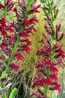 Lobelia 'Ruby Slippers'