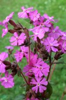 Silene dioica 'Pat Clissold'