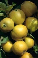 Malus domestica - Apple 'St Edmunds Russet'