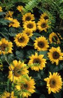 Helianthus 'Sunspot' - Dwarf Sunflowers