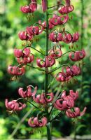 Lilium martagon - Turkscap Lily 