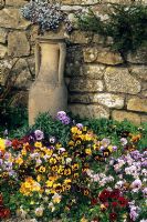 Viola 'Jolly Joker' - Pansies with urn leaning against stone wall at Hever Castle in Kent 